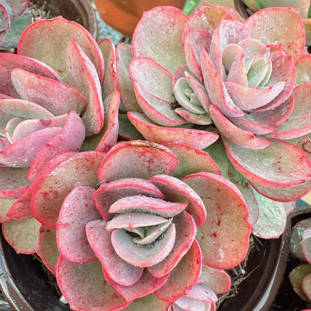 秀妍多肉植物（满两单包邮云南昆明基地直发）