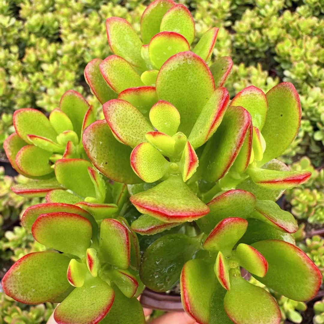 姬红花月摇米树多肉植物  （满两单包邮云南昆明基地直发）