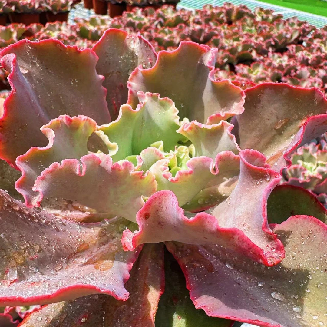 高沙之翁多肉植物（满两单包邮云南昆明基地直发）