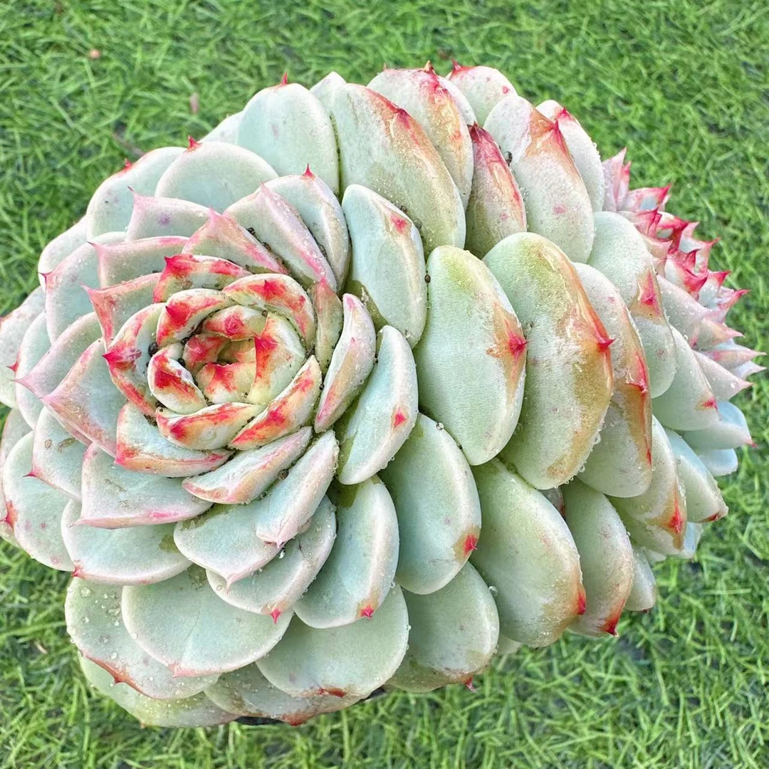 天鹅绒多肉植物（满两单包邮云南昆明基地直发）