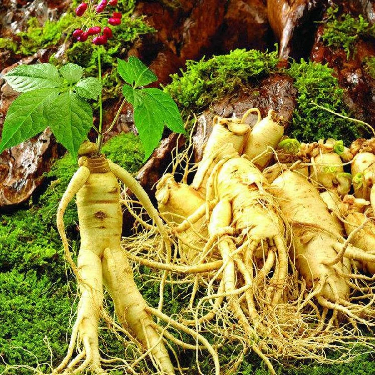 长白山人参种子野山参苗人参苗四季易种中药材易活室内观花卉盆栽