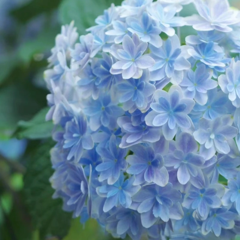 1加仑无尽夏绣球多季开花庭院庭院大花四季盆栽植物