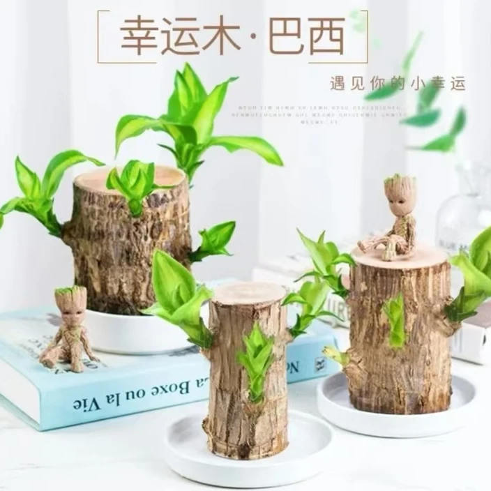 水培巴西木懒人格鲁特四季常青迷你绿植盆栽水养幸运木室内办公桌