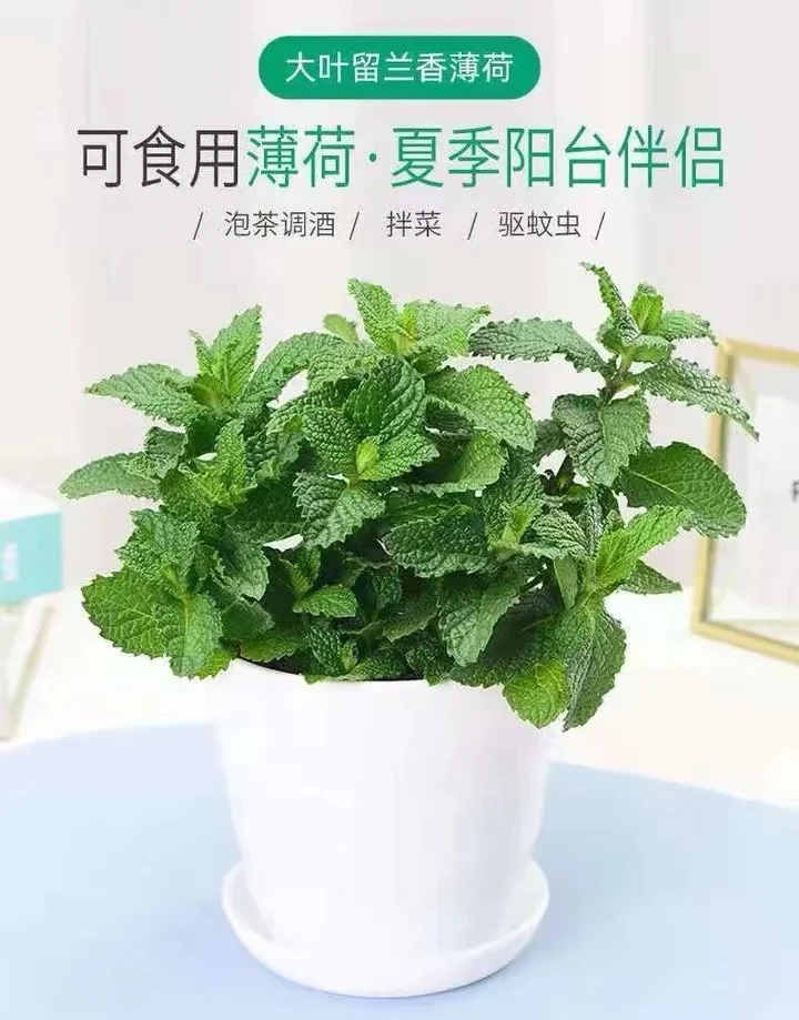 留兰香薄荷营养杯可食用驱蚊清香基地直发客厅夏日点缀夏季