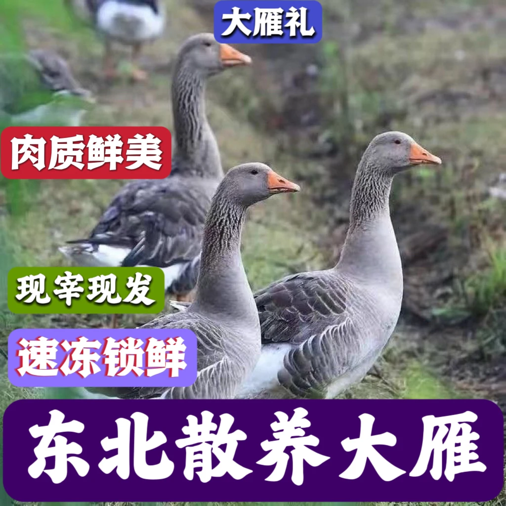 东北特产散养大雁6-10斤净重