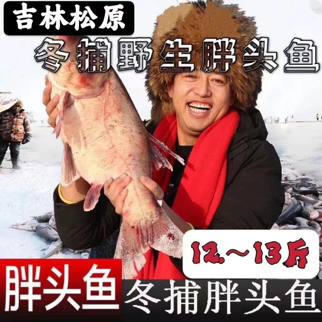 东北特产胖头鱼5-40斤净重包邮