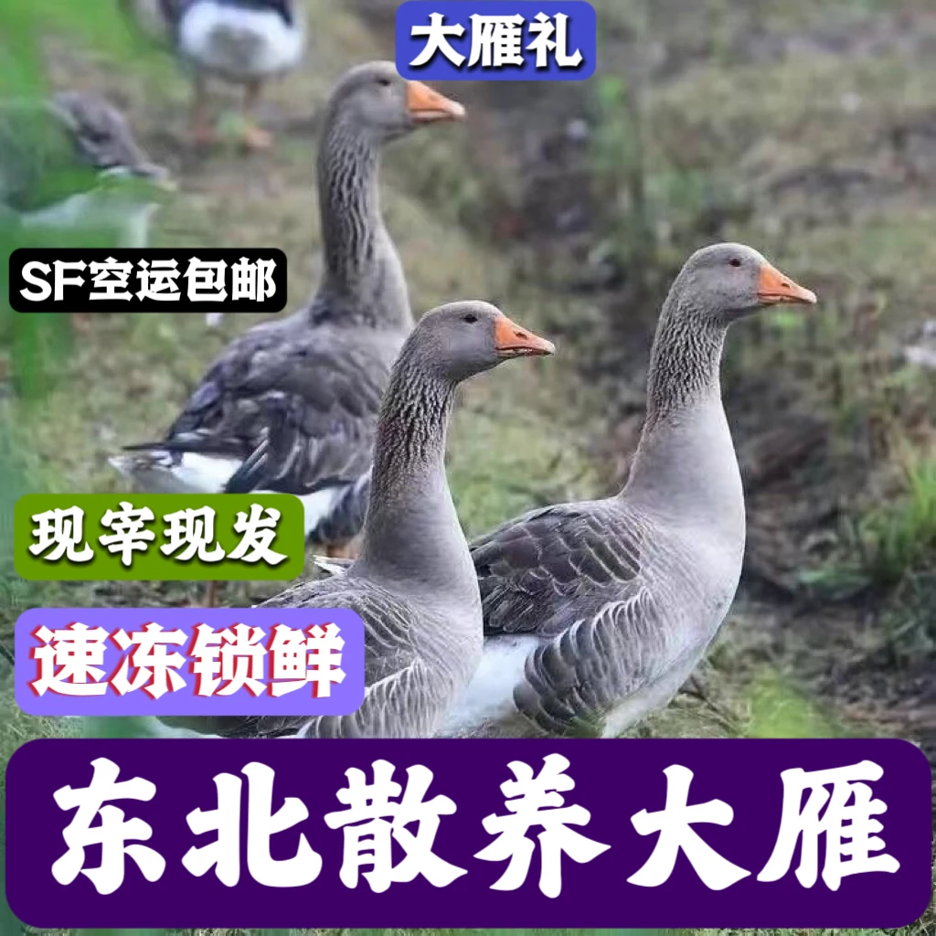 【拍下即赠送2只溜达鸡】东北特产散养大雁7-10斤净重包邮