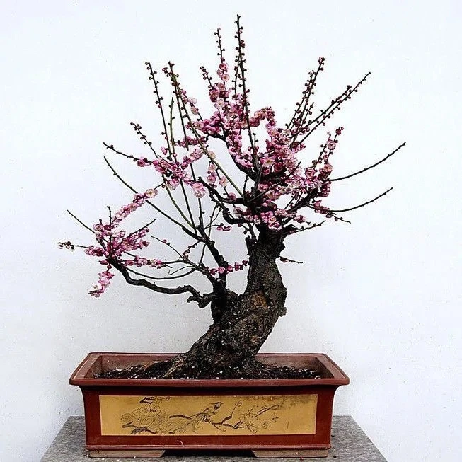 原生老桩梅花一物一拍