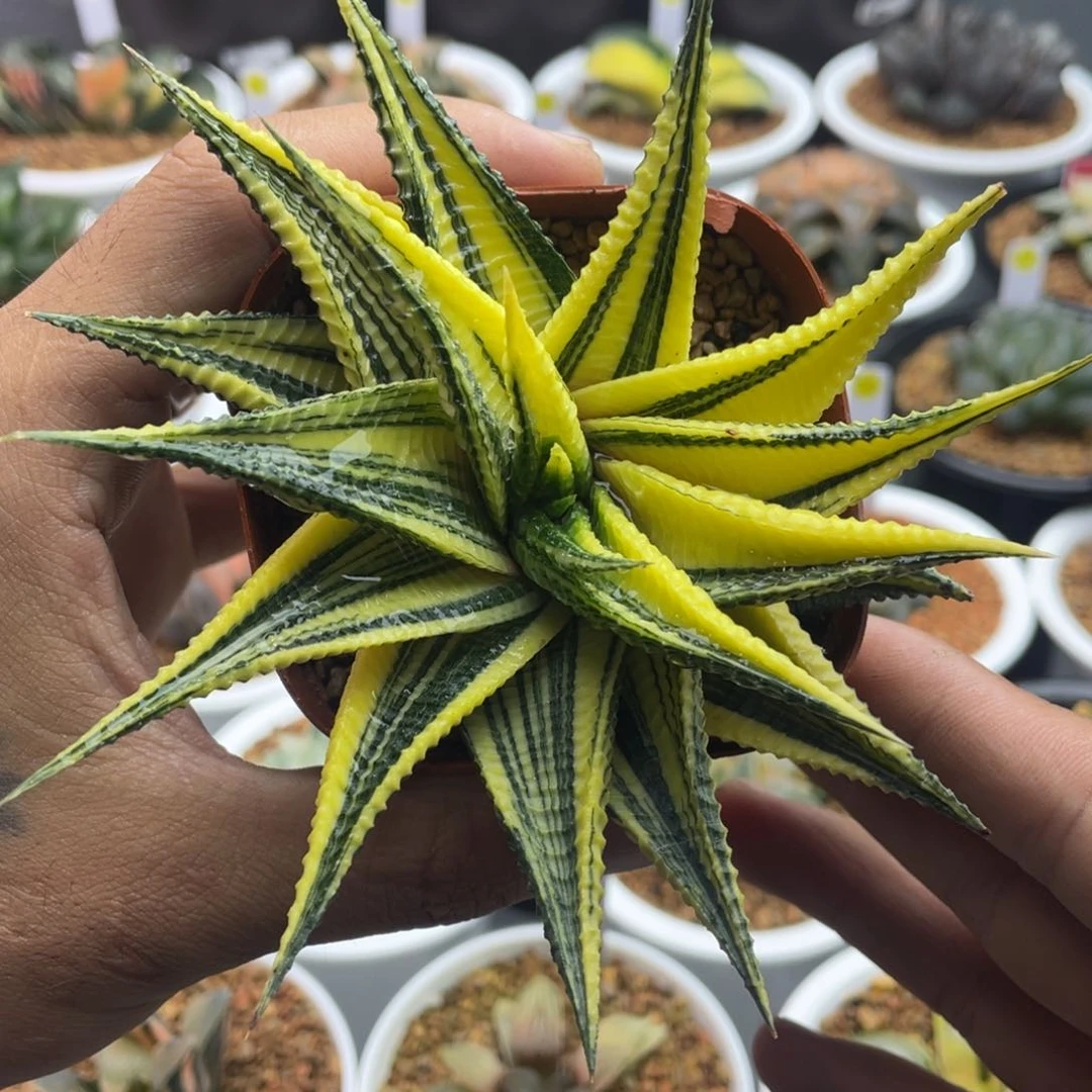 50.琉璃殿锦。