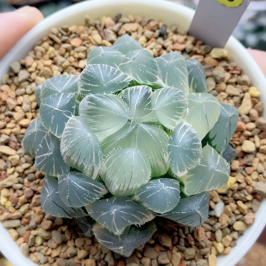18.糊斑白赤线玉露锦