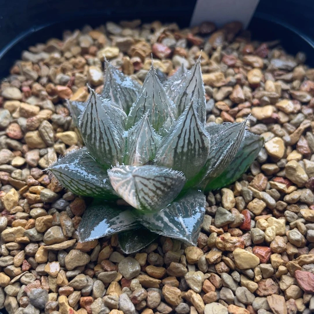 7.十二卷多肉实生毛玉露。