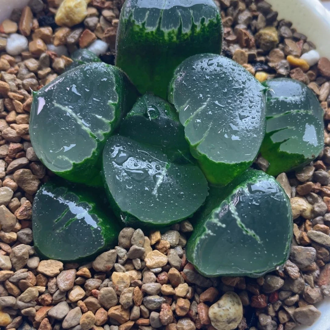 9.十二卷多肉姬翠寿。