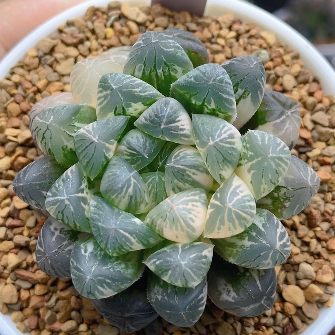 35. 塑料皮玉露锦。