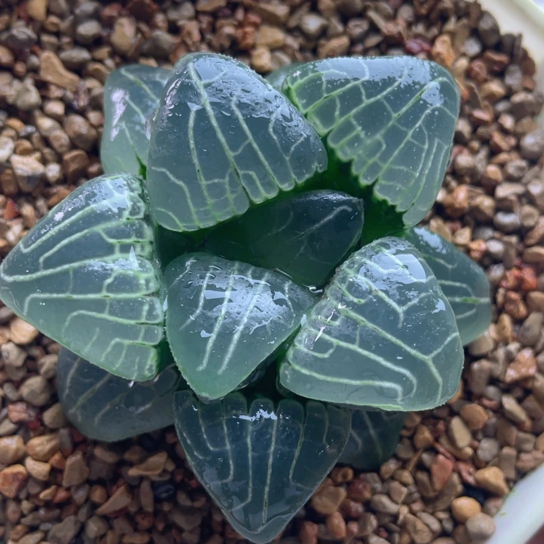 15.十二卷多肉粉色甜心克。