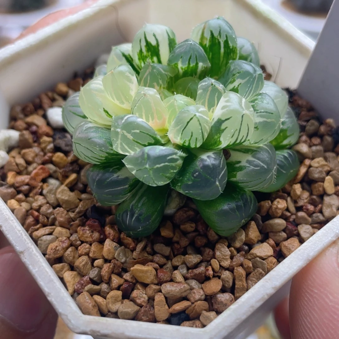 8.十二卷多肉天线宝宝玉露锦。