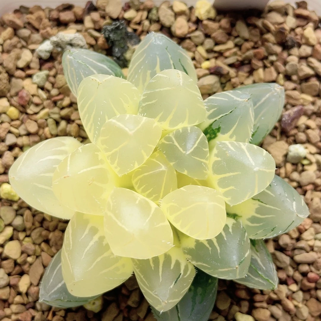 11.oh糊斑玉露锦