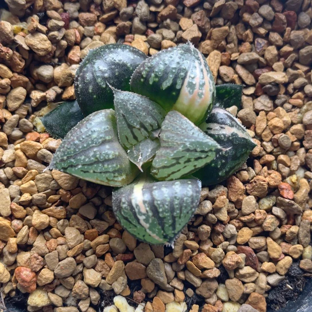 21.十二卷多肉实生寿锦。