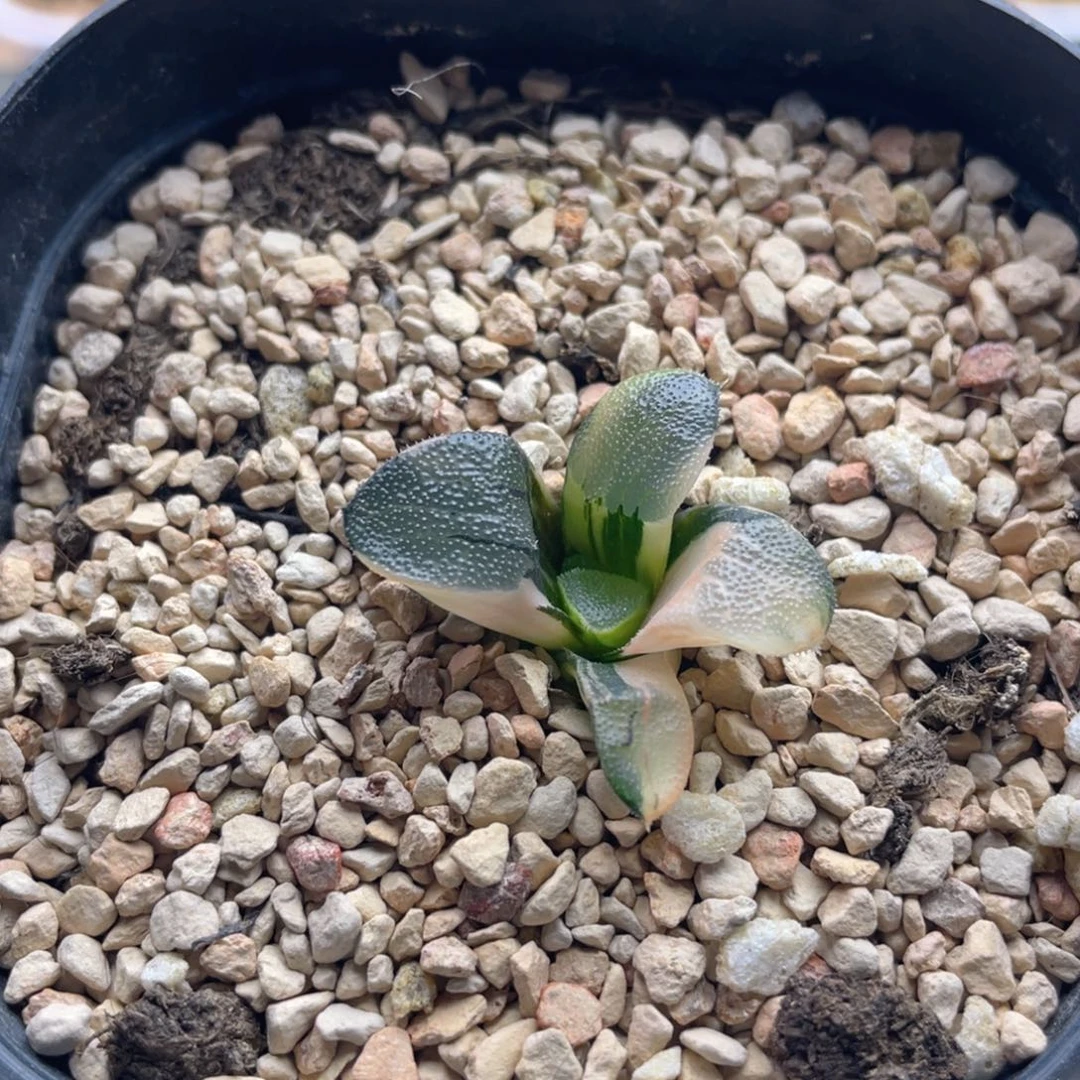 茶*酚十二卷多肉专拍。