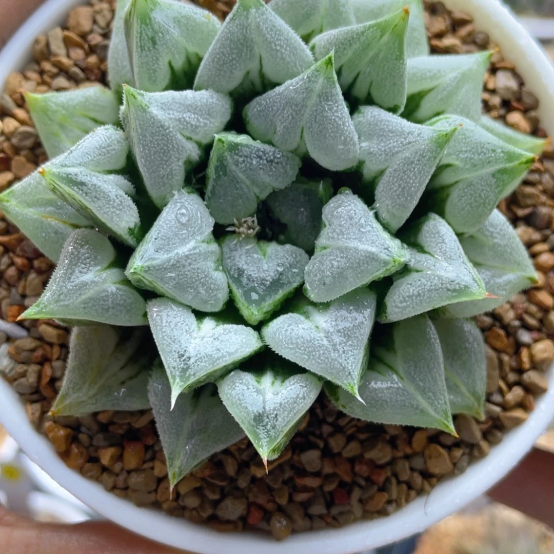 3.十二卷多肉爱心寿。