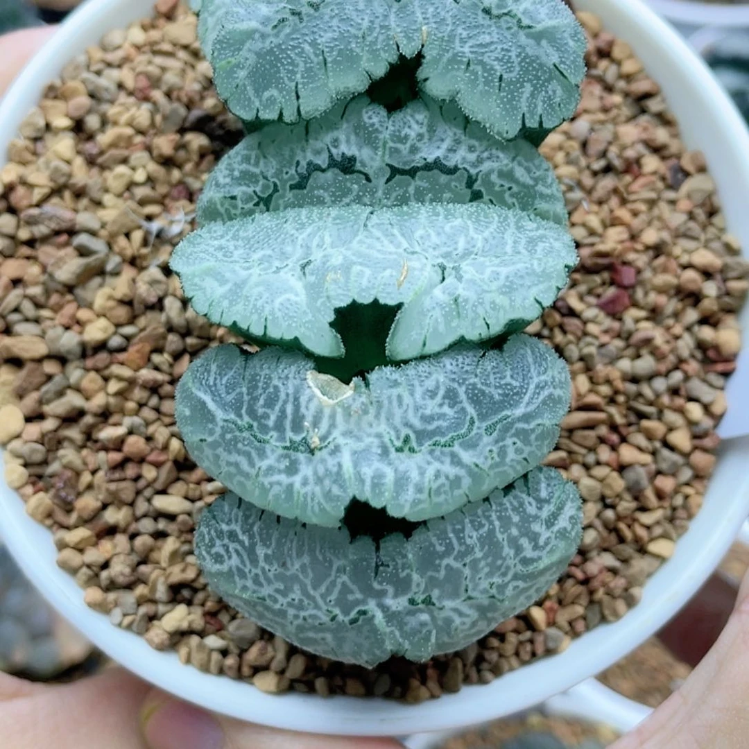 37. 巨大化虎姬玉扇