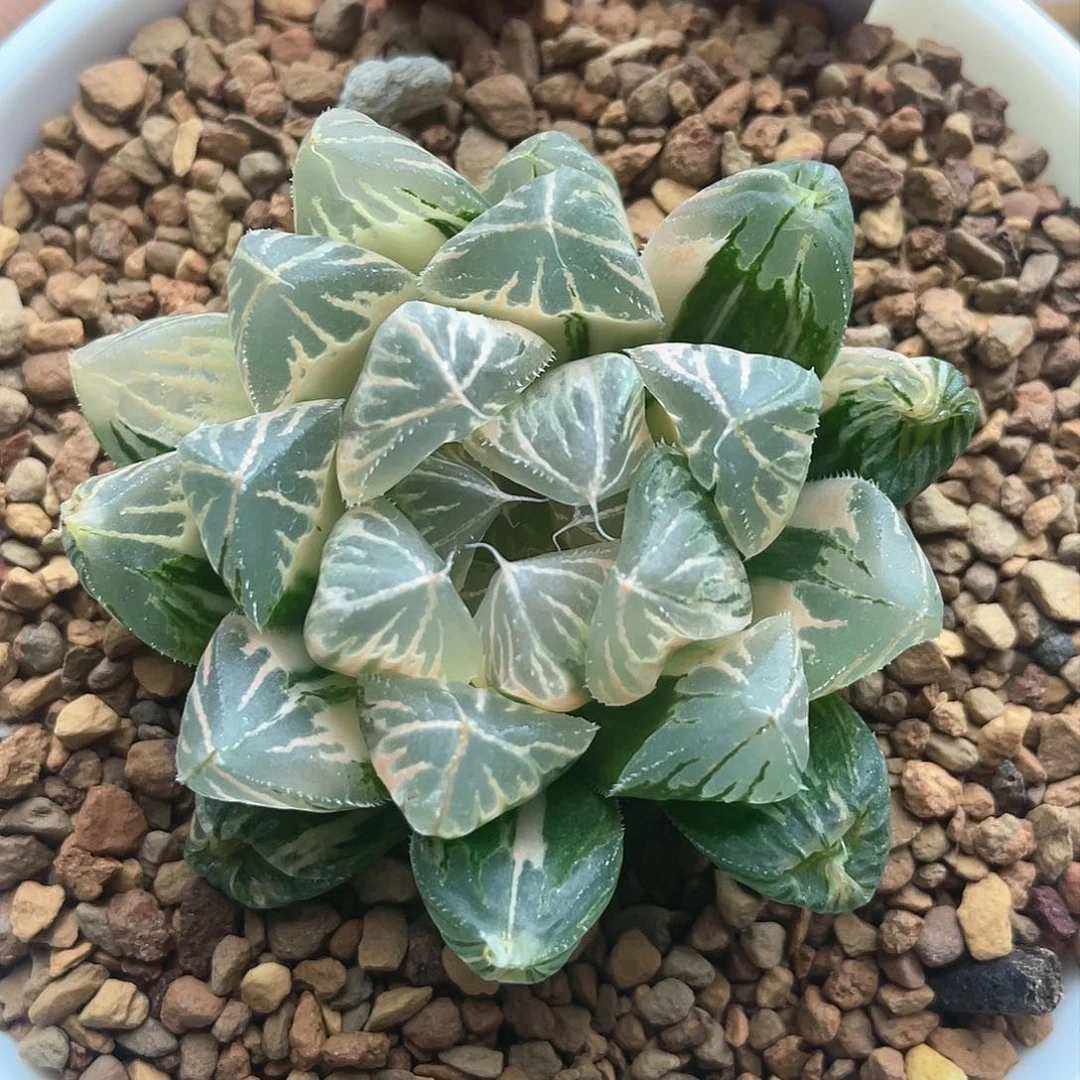 15.非组糊斑水芙蓉玉露锦
