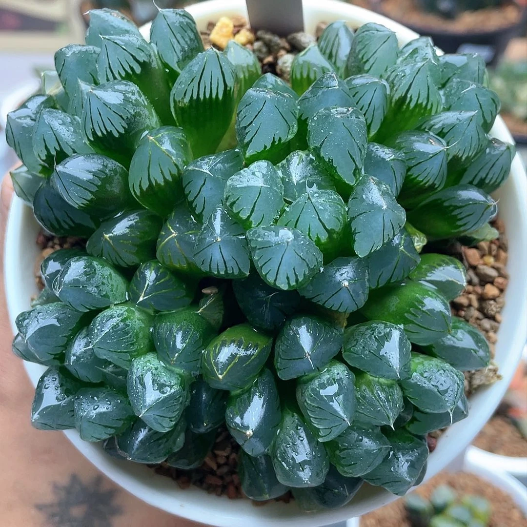 18.   水晶群生玉露