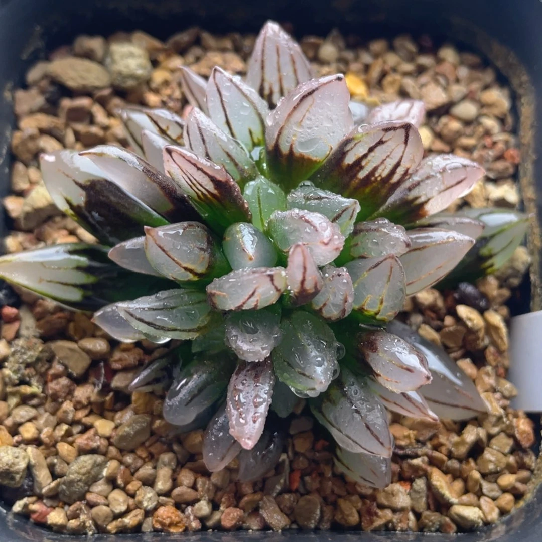 20.十二卷多肉子弹头西瓜。