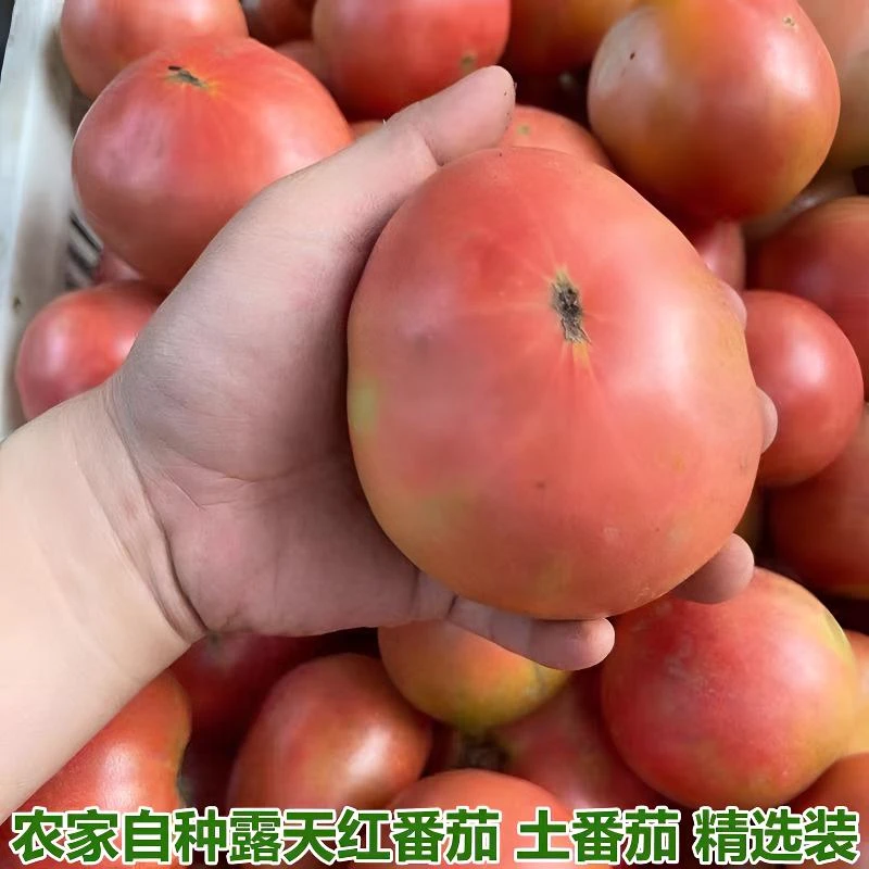 老品种沙瓤西红柿农家自种丑番茄新鲜催熟熟成熟孕妇宝宝生吃水果