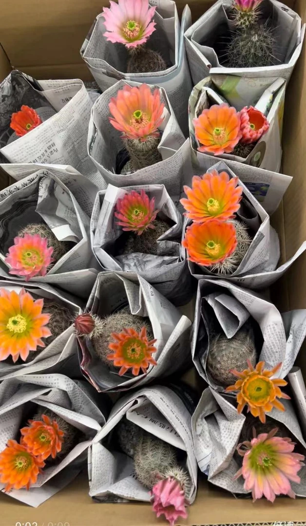 二妹园艺（单头御旗虾）好花色仙人球满18包邮随机发