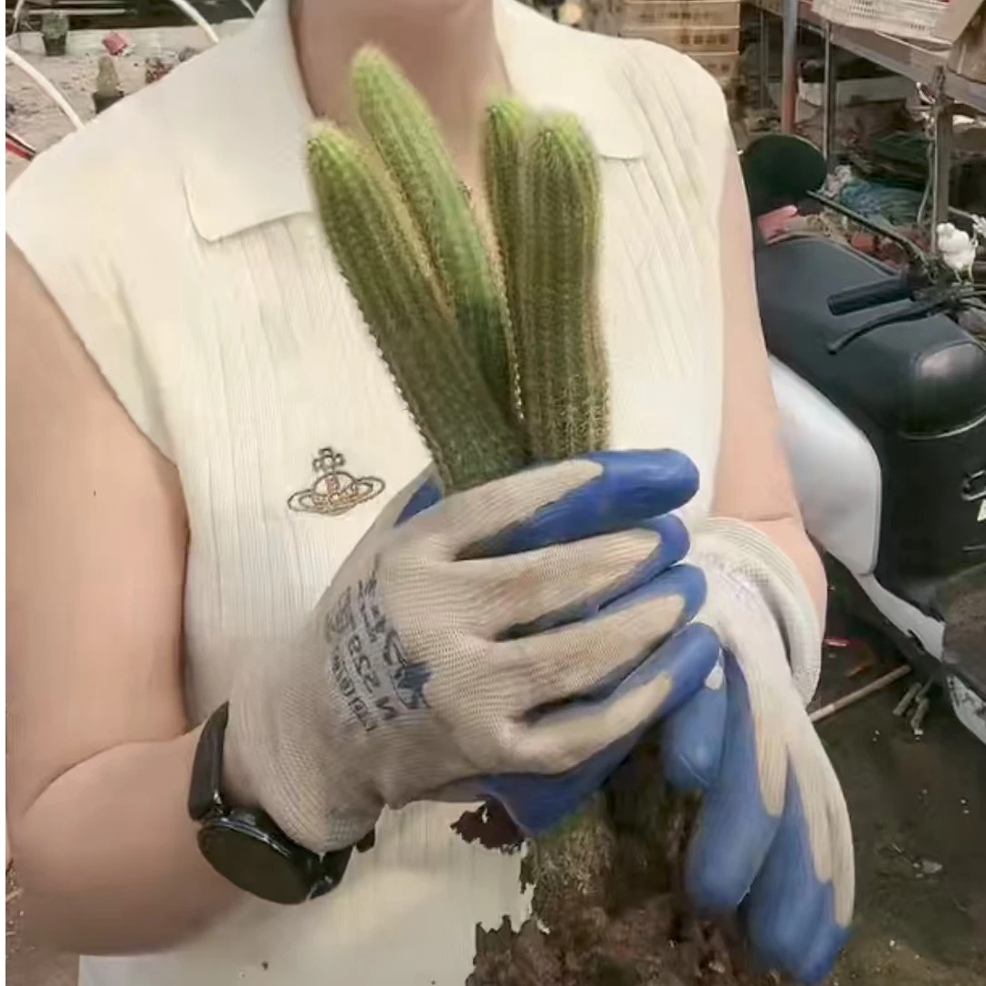 二妹园艺(单头紫水晶)好花色仙人球满18包邮随机发