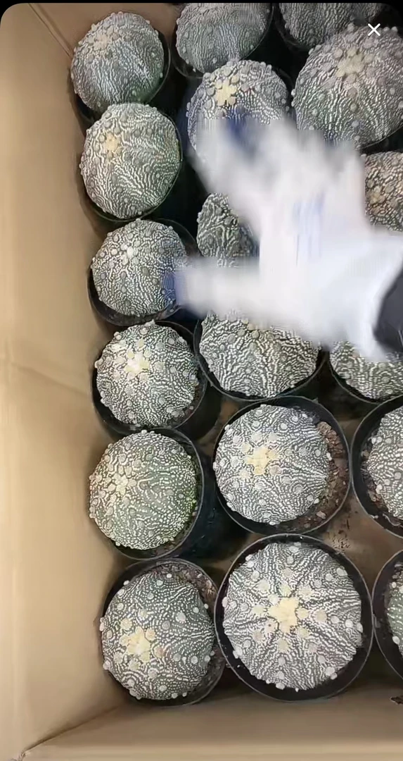 二妹园艺（实生超兜）好花色仙人球满18包邮随机发