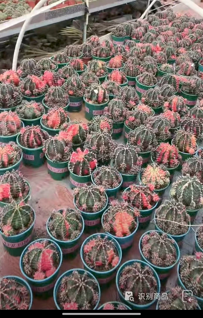 二妹园艺（杂交牡丹锦）好花色仙人球满18包邮随机发