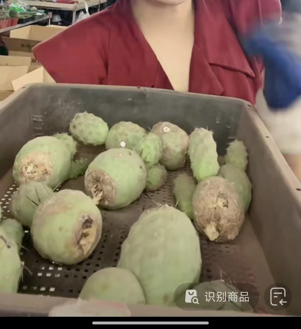 二妹园艺（无根 大本习志野）多花色仙人球满18包邮随机发