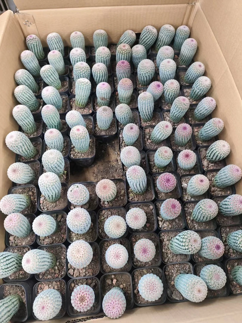 二妹园艺（单头红太阳 高度5左右）好花色仙人球满18包邮随机发