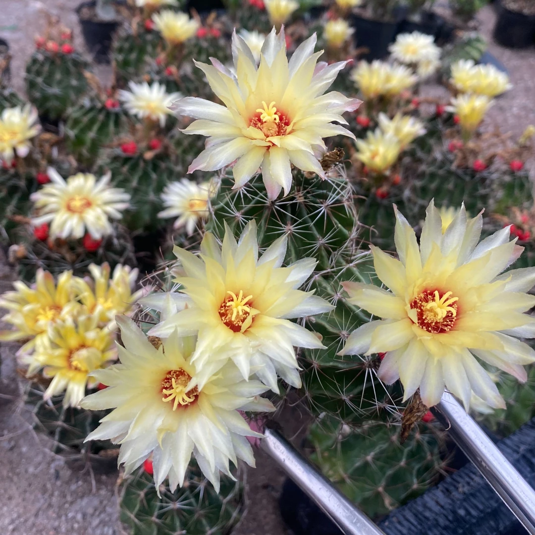 二妹园艺（多头实生龙王）好花色仙人球满18包邮随机发