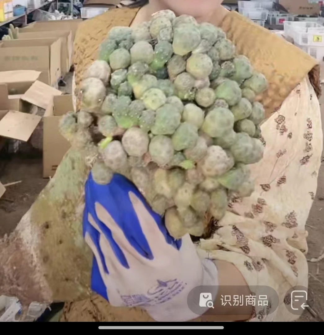 二妹园艺（大号嫁接足球团扇）好花色仙人球满18包邮随机