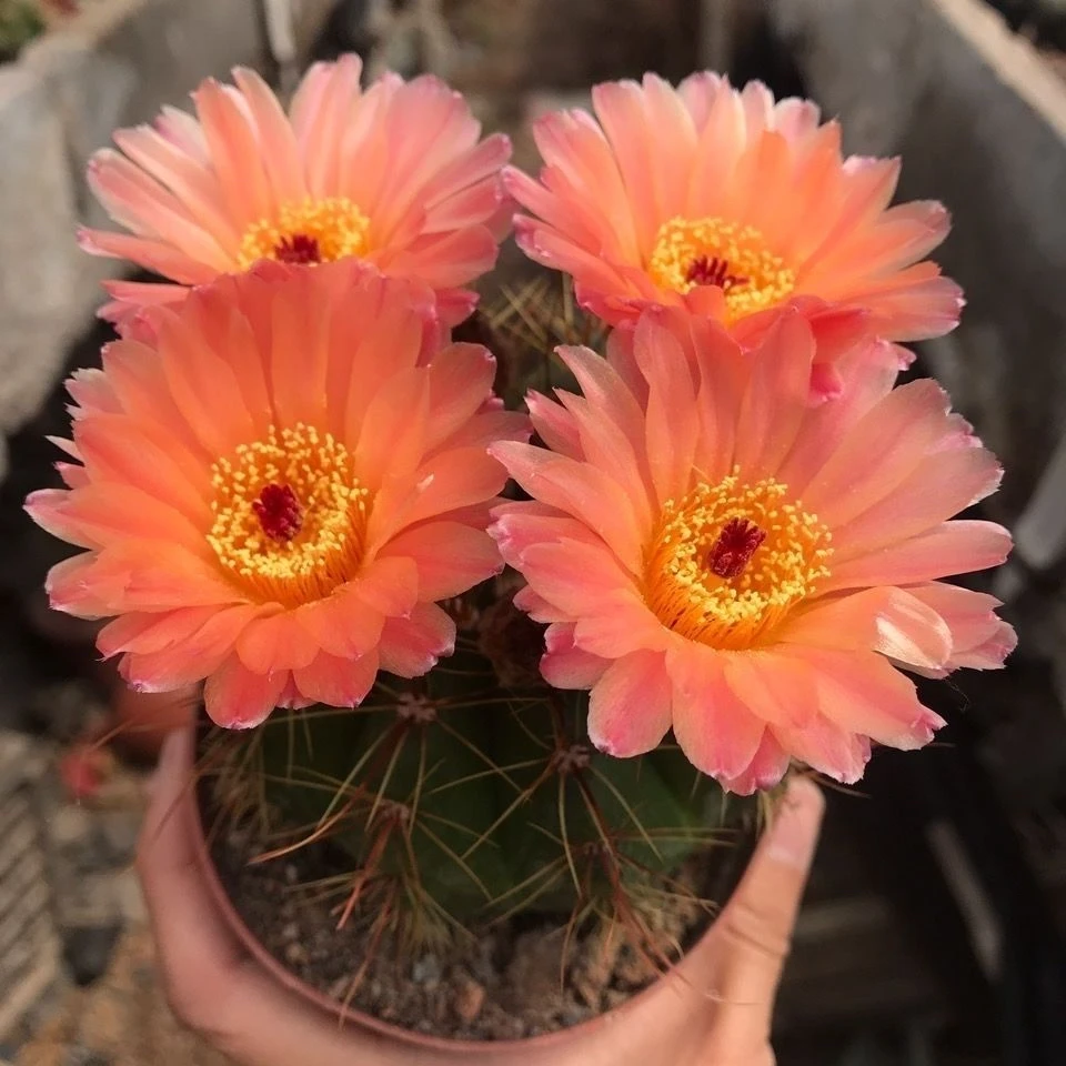 二妹园艺（大号 火焰青王/橙红花青王）好花色仙人球满18包邮随机发