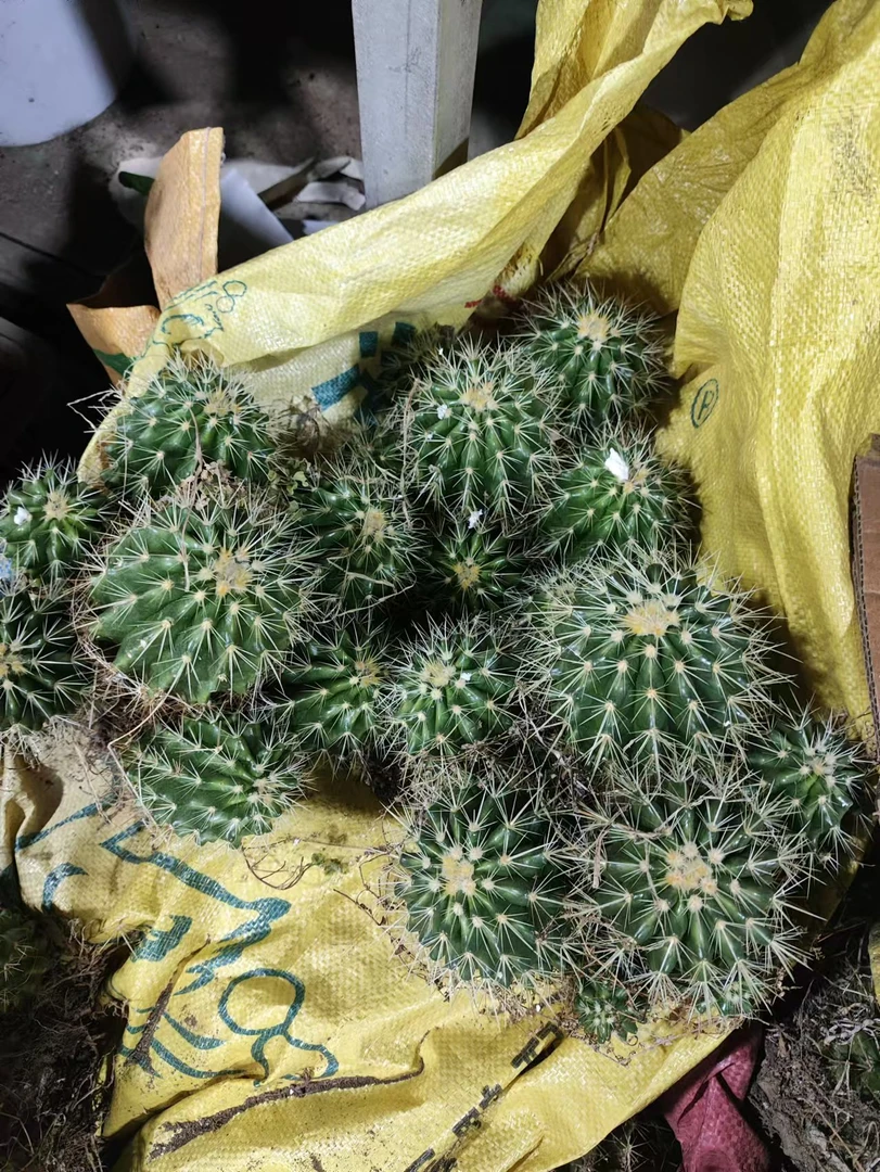 二妹园艺（多头实生金虎）好花色仙人球满18包邮随机发