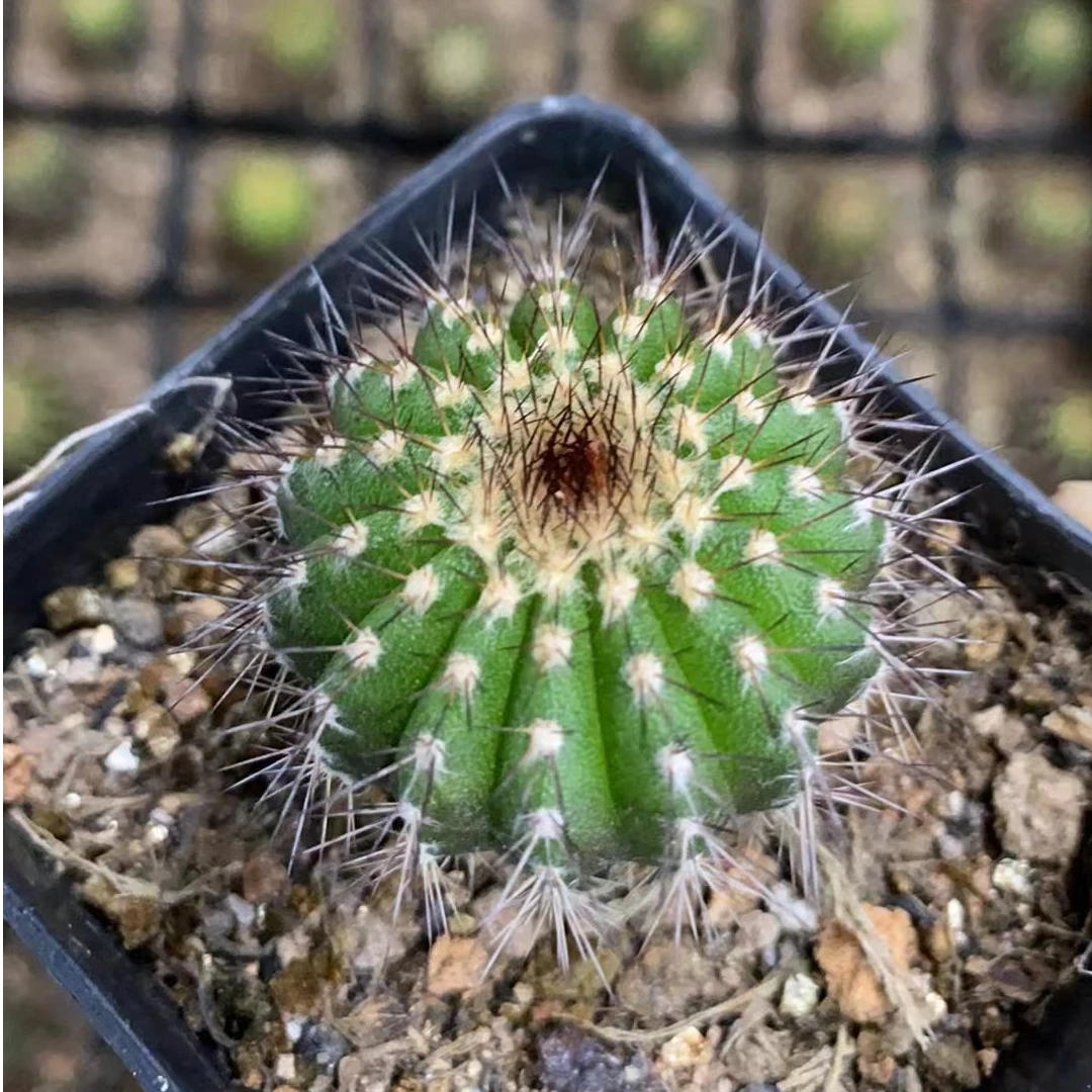 二妹园艺（实生尤伯球 冠幅3左右）好花色仙人球满18包邮随机发