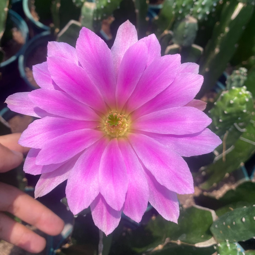 二妹园艺（水仙情郎）好花色仙人球满18包邮随机发