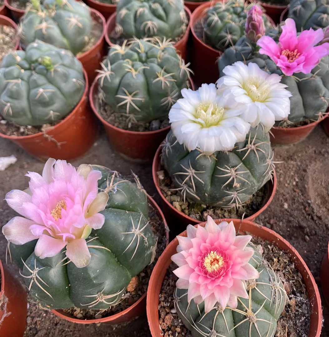 二妹园艺（美花海王实生）好花色仙人球满18包邮随机发