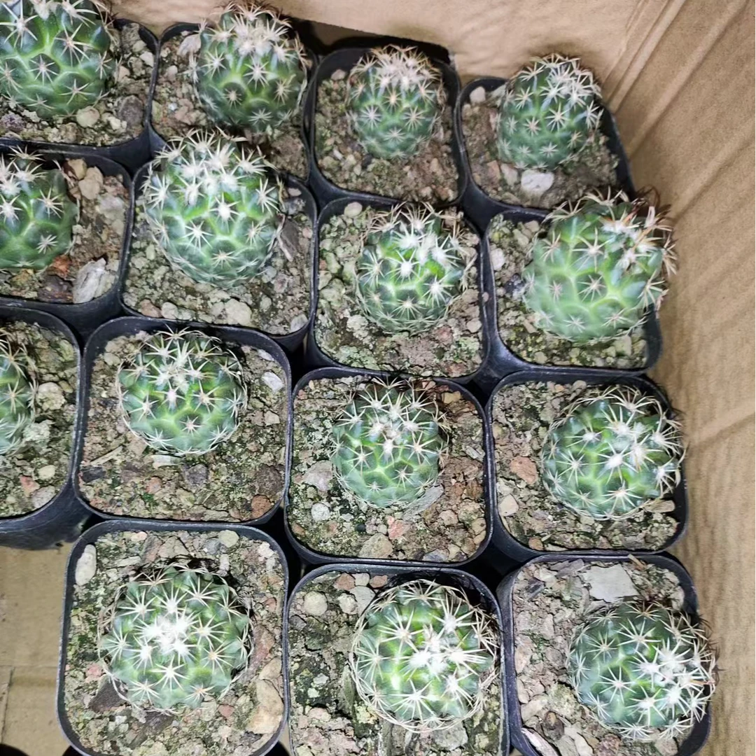 二妹园艺（小实生钢钉）好花色仙人球满18包邮随机发