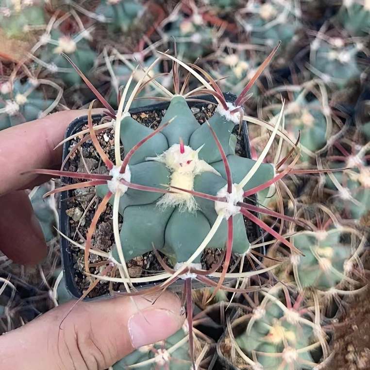 二妹园艺（小江守玉）好花色仙人球满18包邮随机发