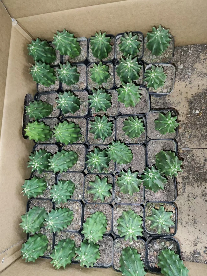 二妹园艺（小号柱状王冠龙）好花色仙人球满18包邮随机发