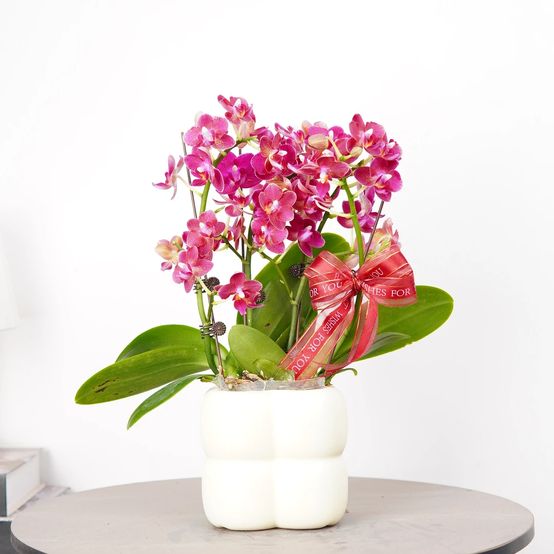 【香香公主】香味蝴蝶兰 绿色绿室内栽培 养兰基地直发2-4