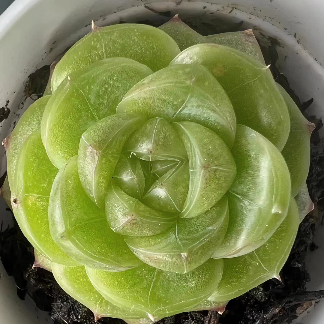 精控多肉   品种随机到手32棵