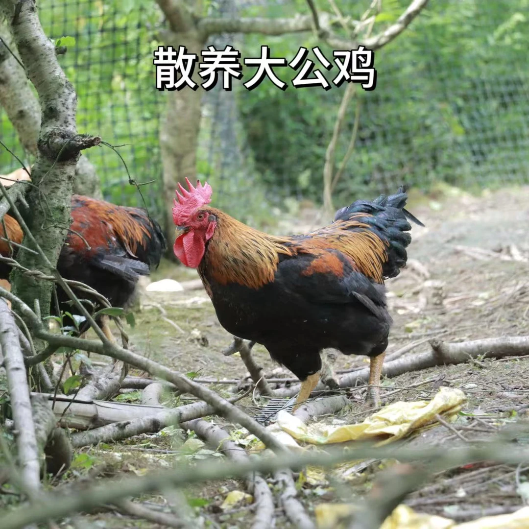 桃园跑步鸡农家散养大公鸡现杀急冻肉质新鲜营养顺丰包邮