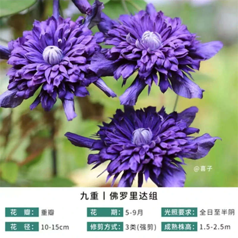 【九重】1.5加仑铁线莲阳台庭院楼顶爬藤花卉植物四季开花好养