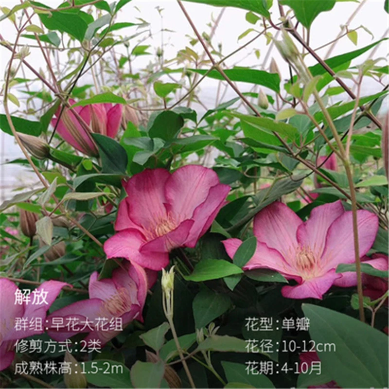 【解放】1.5加仑铁线莲阳台庭院地载盆栽爬藤花卉植物四季开花