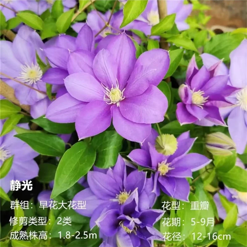 【静光】1.5加仑铁线莲阳台庭院地载盆栽爬藤花卉植物四季开花